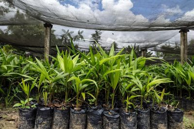 notícia: Mudas produzidas com o apoio da Emater são distribuídas aos agricultores de Inhangapi