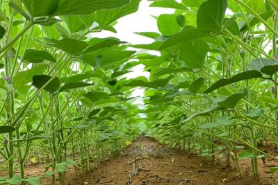 notícia: Encerra hoje (15) o prazo para produtores de soja cadastrarem suas safras