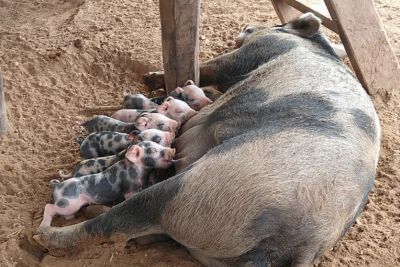 notícia: Adepará realiza vigilância epidemiológica para peste suína no sudeste do Pará