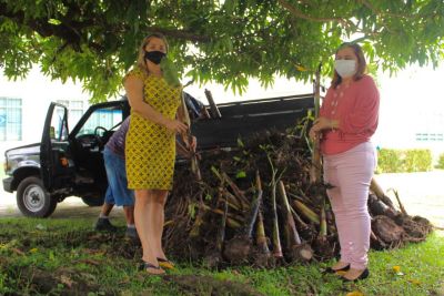notícia: Emater doa 500 mudas de banana para associação de Portel, no Marajó