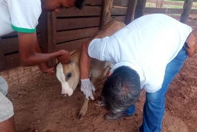 notícia: Adepará inspeciona propriedade rural com risco para febre aftosa em Ulianópolis 