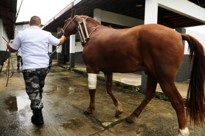 notícia: Centro Médico-Veterinário da PM zela pela saúde clínica de cães e cavalos da corporação