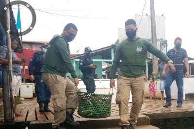 notícia: Quase 800 kg de pescado são apreendidos em unidade de conservação em Tucuruí