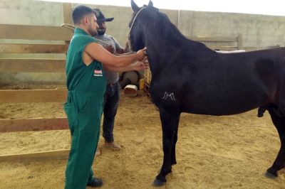 notícia: Veterinários da Adepará combatem a Anemia Infecciosa Equina na região nordeste do Pará