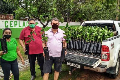 notícia: Trabalho integrado da Sedap facilita acesso de agricultores às mudas de citrus