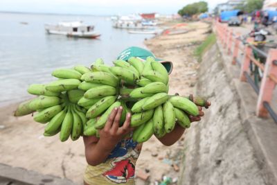 notícia: Pará tem destaque na produção de banana, a segunda fruta mais consumida no mundo