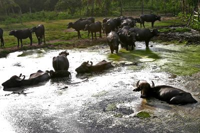 notícia: Pará é o maior produtor de gado bubalino e está entre os cinco maiores de rebanho bovino do Brasil