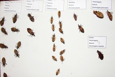 notícia: Sespa recomenda atenção aos sintomas suspeitos de doença de Chagas