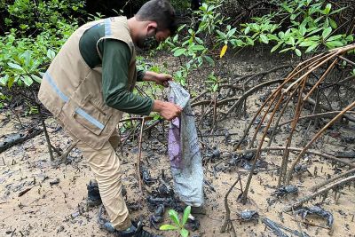 notícia: Semas apreende quase 18 mil caranguejos em Curuçá