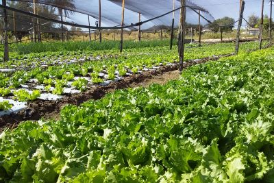 notícia: Em Redenção, Emater contribui para a produção de agricultor que perdeu tudo em inundação