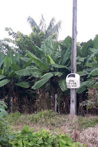 notícia: Adepará monitora na região Sudeste praga que atinge plantações de banana