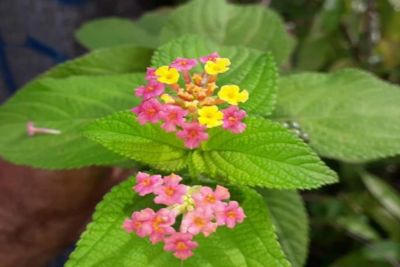 notícia: Projeto Flora do Utinga já catalogou quase 700 espécies de fungos e plantas no Parque