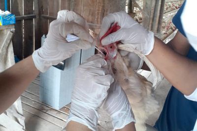 notícia: Adepará coleta amostras em animais para manter avicultura saudável na região Oeste 