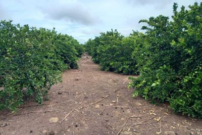 notícia: Emater movimenta crédito rural de mais de R$ 1 milhão, em Monte Alegre