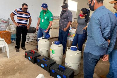 notícia: Emater capacita produtores de Bannach em inseminação artificial para melhora dos rebanhos 