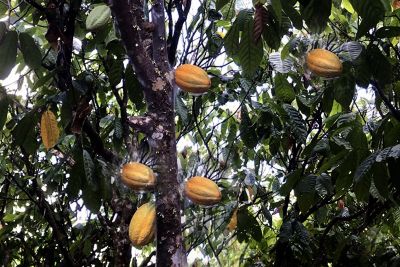 notícia: No Dia do Cacau, Pará celebra dois anos consecutivos como maior produtor do fruto