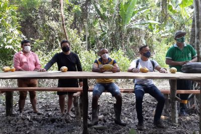 notícia: Emater reforça assistência a produtores e projeta aumento da produção de Cacau em Almeirim
