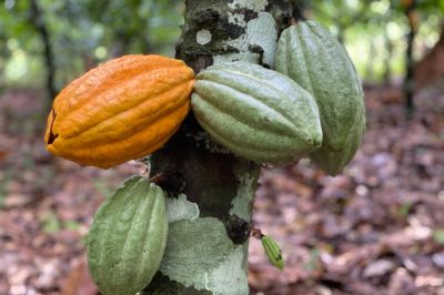 notícia: Com apoio da Emater, produtor familiar tem acesso ao primeiro Pronaf Floresta do município de Tucumã