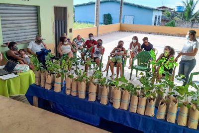 notícia: Cosanpa planta mais de 60 árvores como ação ambiental em três municípios
