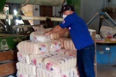 notícia: Adepará realiza classificação de grãos após coletas