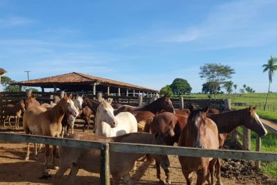 notícia: Adepará segue com suas atividades regulares mesmo com a pandemia