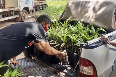 notícia: Sedap distribui 3 mil mudas de açaí a duas cidades do nordeste paraense