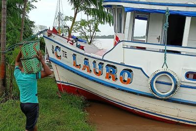 notícia: Adepará fortalece cadeia do Açaí na Ilha do Marajó