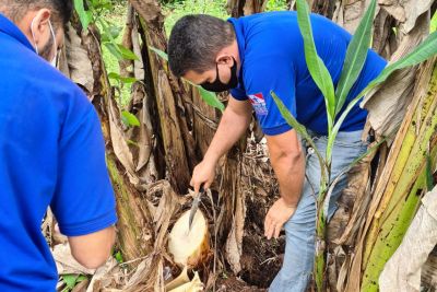 notícia: Adepará não detecta pragas nas culturas de banana e citros em Parauapebas