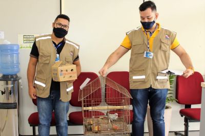 notícia: Semas alerta para a criação de animais silvestres no Pará