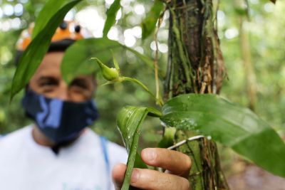 notícia: Com Projeto Flora do Utinga, Ideflor-Bio amplia atuação para preservação de espécies