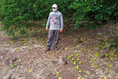 notícia: Safra de limão Taiti em Monte Alegre deve superar em 10 mil toneladas a do ano passado