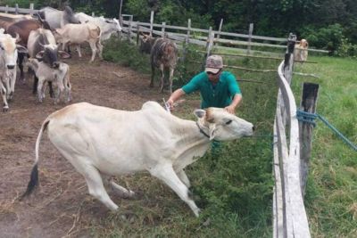 notícia: Adepará iniciará amanhã Campanha da Febre Aftosa