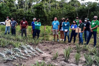 notícia: Dia de Campo, em Salvaterra, busca incrementar a produção de abacaxi no arquipélago do Marajó