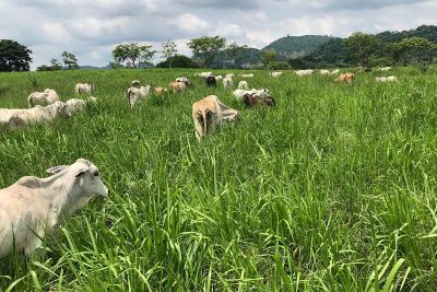 notícia: Parceria entre Emater e Banpará garante liberação de crédito a produtor rural de Sapucaia