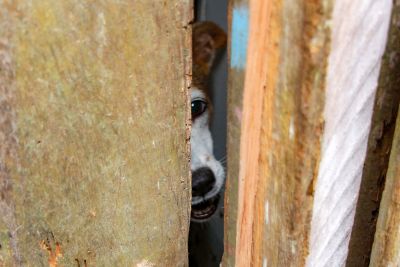 notícia: Força-tarefa organizada pela Polícia Civil vai às ruas investigar maus-tratos a animais   