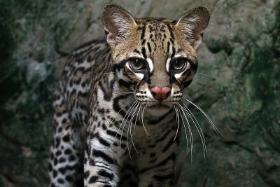 notícia: Semas garante lar para animais silvestres por meio de parcerias com espaços ambientais