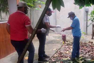 notícia: Agentes da Adepará monitoram mosca-da-carambola no arquipélago do Marajó