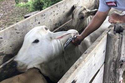 notícia: Adepará acompanha vacinação contra a febre aftosa em bovinos e bubalinos