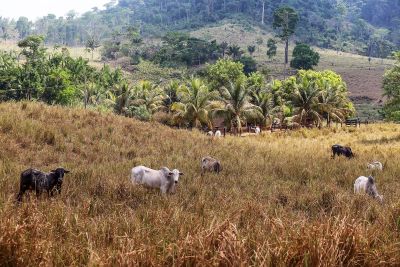 notícia: Adepará prorroga prazo para atualização cadastral de produtores rurais