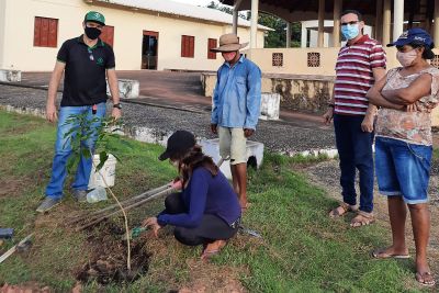 notícia: Emater avança com ações de arborização e paisagismo na zona rural de Monte Alegre