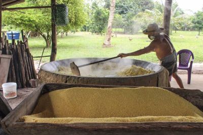 notícia: Farinha de Bragança recebe registro de Indicação Geográfica do INPI