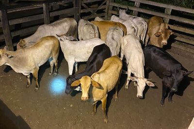 notícia: Adepará interdita abatedouro clandestino em Irituia