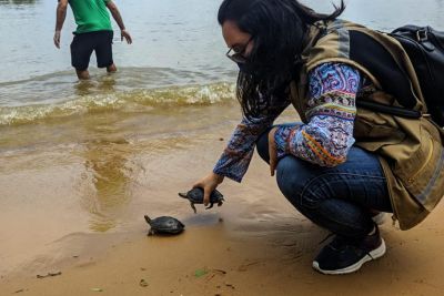 notícia: Semas realiza soltura de mais 200  quelônios