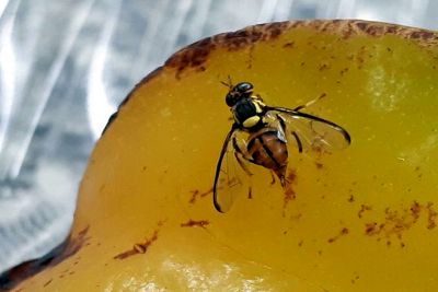 notícia: Adepará trabalha para erradicação da mosca da carambola na fronteira com o Amapá