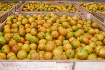 notícia: Pará se destaca cada vez mais no cenário nacional de citrus, devido à inexistência de pragas