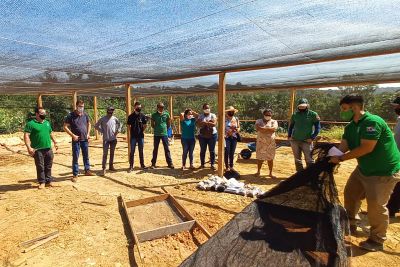 notícia: Incentivo ao plantio de mudas garante expansão verde no Baixo Amazonas e Carajás  
