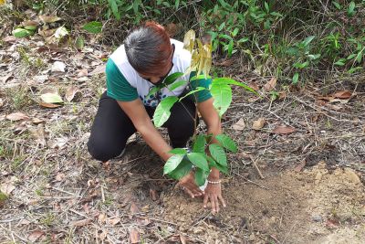 notícia: Plantio de mudas no Utinga marca encerramento de ações da Semana do Meio Ambiente