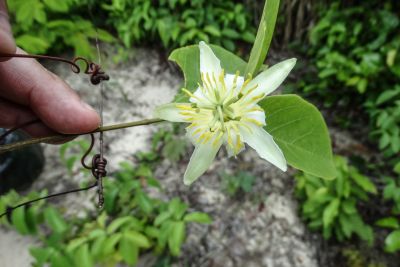 notícia: Novos registros botânicos para a Flora do Pará