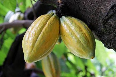 notícia: Produção de cacau continua em crescimento no Pará