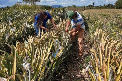 notícia: Adepará inspeciona lavouras de abacaxi em Redenção e Santa Maria das Barreiras